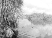 Wild ducks - Orlando, Florida