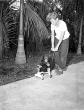 Fred Guthrie and chimpanzee "Perrie" at Monkey Jungle - Miami, Florida.