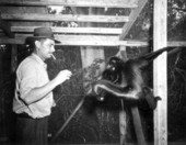 Trainer feeding monkey at Monkey Jungle - Miami, Florida.