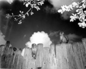 Monkeys at Monkey Jungle - Miami, Florida.