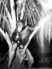 Chimpanzee with banana in a tree at Monkey Jungle - Miami, Florida.