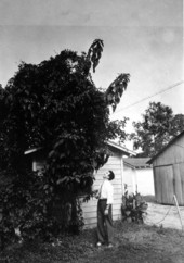 A man looking up at a tall poinsettia tree - Jacksonville, Florida.