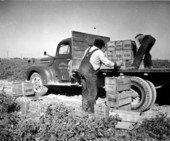 Preparing tomatoes for transportation - Perrine, Florida