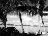 Palm trees along Lake Worth with West Palm Beach in background - Palm Beach, Florida.