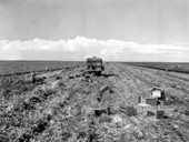 Cutting and loading celery into field crates - Belle Glade, Florida.