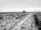Harvesting celery - Belle Glade, Florida.