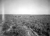 Tomato fields - Perrine, Florida