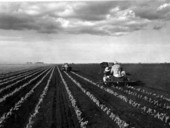 Two celery planting machines in a celery field - Belle Glade, Florida.
