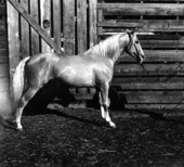 Duke, fine 5 year old Palomino stud by Emperor Maxmillan - Ocala, Florida