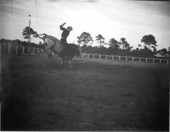 Cowboy rides a brahman bull - New Smyrna Beach, Florida.