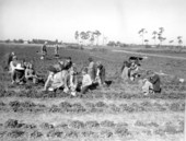 Picking strawberries in Plant City, Florida