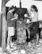 Two women weighing and sorting cabbages at the Beach & Parker Farm - Elkton, Florida
