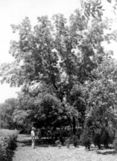 Pecan trees