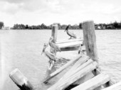 Pelicans on old pier in Sarasota.