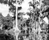 Cypress Trees