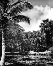 Scenic view of McKee Jungle Gardens - Vero Beach, Florida.