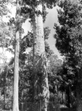 View of "The Senator" tree - Longwood, Florida.