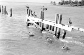 Pelicans gathered at an old pier