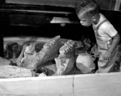 Boy looking over fossil teeth of a four tusked mastodon