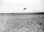 Pelican fishing over water near Tampa
