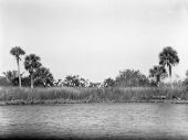 Yucca flowers on the shore of the Peace River - Charlotte County, Florida