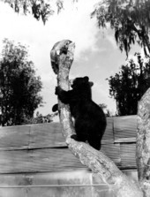 Little bear climbing up a tree limb after a raccoon