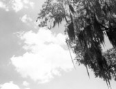 Spanish moss hanging from a tree with clouds in the background