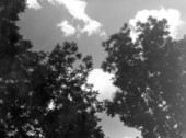 Clouds seen through the trees