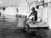 Jackie Erikson petting a bottle-nosed dolphin - Marineland, Florida