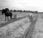 Cultivating squash - Summerfield, Florida