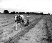 14 year old Glenn Talbot cultivating squash - Summerfield, Florida