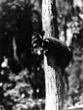 Small raccoons in a tree