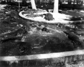 Alligators in an alligator farm - St. Augustine, Florida