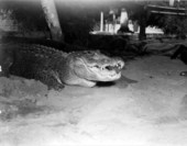 Alligator in an alligator farm - St. Augustine, Florida