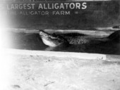 Alligators in an alligator farm - St Augustine, Florida
