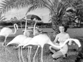 Frances Freeman feeding flamingos at a rare bird farm in Kendall