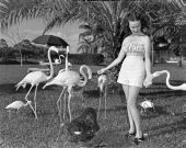 Frances Freeman feeding flamingos at a rare bird farm in Kendall