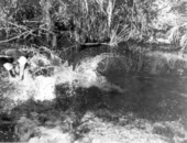Al Zaebst dives into a river to wrestle an alligator into submission - Weeki Wachee River, Florida