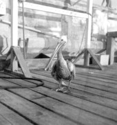 Pelican "Old Bill" in Sarasota