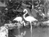 Flamingos at Thompson's Wild Animal Ranch - Saint Petersburg, Florida