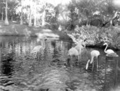 Flamingos at Thompson's Wild Animal Ranch - Saint Petersburg, Florida