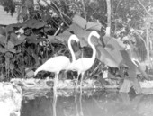 Flamingos at Thompson's Wild Animal Ranch - Saint Petersburg, Florida