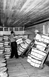 Men loading crated cucumbers for rail car transportation - Ruskin, Florida