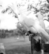 Cockatoos at a rare bird farm in Kendall, Florida
