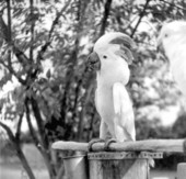 Cockatoos at a rare bird farm in Kendall, Florida