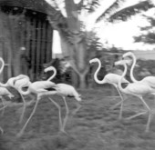 Flamingos running at a rare bird farm in Kendall