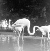 Flamingos at a rare bird farm in Kendall