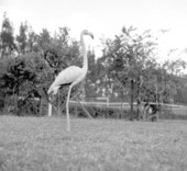Flamingos at a rare bird farm in Kendall