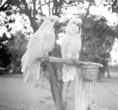 Cockatoos at a rare bird farm in Kendall, Florida