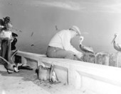 Pelican sneaks up behind Robert Putnam to steal freshly caught fish - Saint Petersburg, Florida
